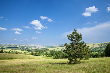 Obraz premium panorama seen from above of the divcibare mountains and the tometino polje plain in Divcibare, a major mountain resort of Serbia, surrounded by fir trees and pine forest.....