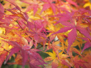 紅葉