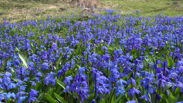 Siberian squill or wood squill blue flowers covering ground on a sunny spring day