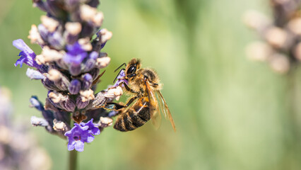 European Honey Bee or Western Honey Bee, Apis mellifera on lavender flowers