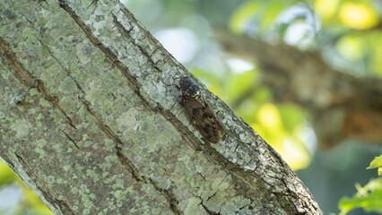 日本の油蝉・アブラゼミ