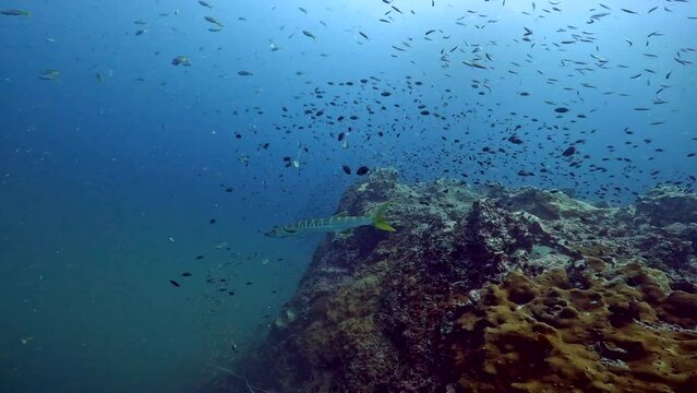 Under water film from Thailand of a sigle Barracuda fish swimming over a coral reef