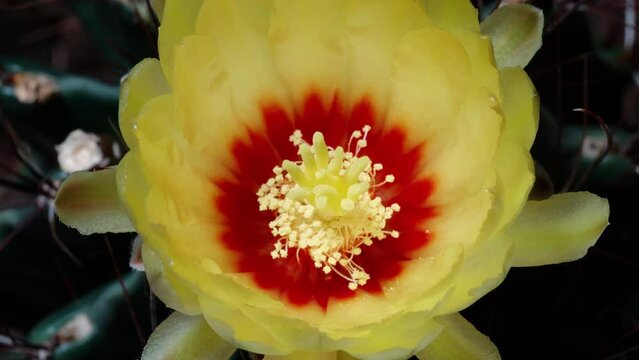 Time lapse footage of yellow cactus flowers growing blossom from bud to full blossom, 4k top view video, close up b roll shot zoom out then zoom in effect.
