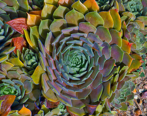 Sempervivum colorful leaf rosette 