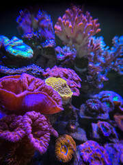 Fototapeta premium coral reef in aquarium