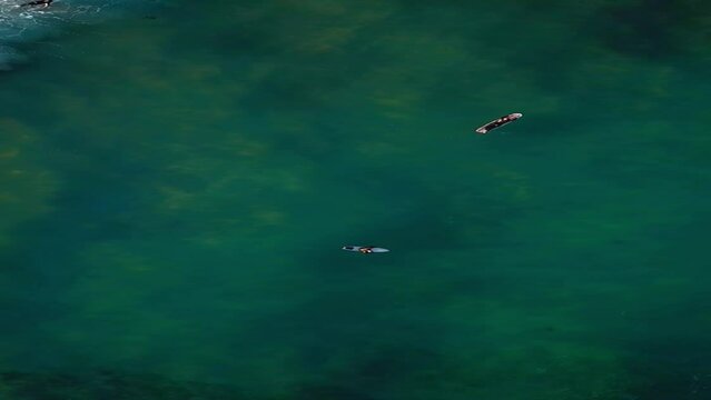 Aerial drone top view of young surfers waiting for big ocean waves, Sydney, Australia