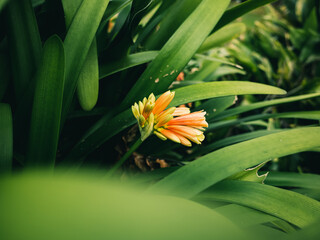 Orange Clivia flower