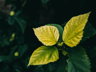 Leaves background