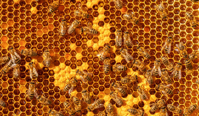 Bees in a beehive on wax. Fresh honey