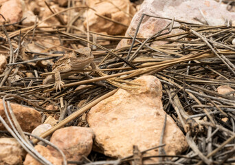 Small Horned LIzard Rests In Dried Pine Needles