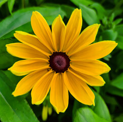 yellow dahlia flower