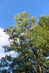 trees in the forest