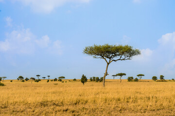 landscape scenery of savanna grassland ecology at Masai Mara National Reserve Kenya