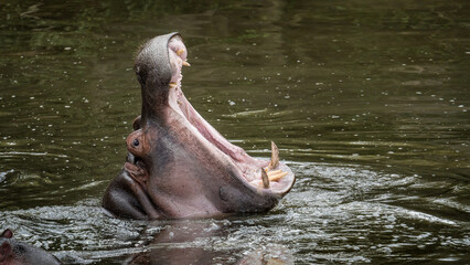 Hippo or hippopotamus in river and open mouth at Masai Mara National Reserve Kenya