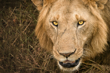 close up of lion face looking at camera at Masai mara National Reserve Kenya