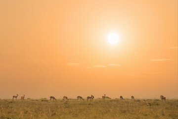 Fototapeta na wymiar pack of Antelope Thompson eating grass together in savanna grassland during sunset at Masai Mara National Reserve Kenya.