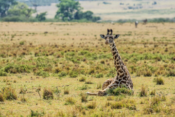young Giraffe resting on savanna grassland in Masai Mara National Reserve Kenya