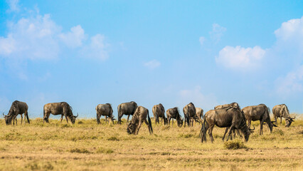 herd of wildebeest standing and eating grass together in savanna grassland at Masai Mara National...