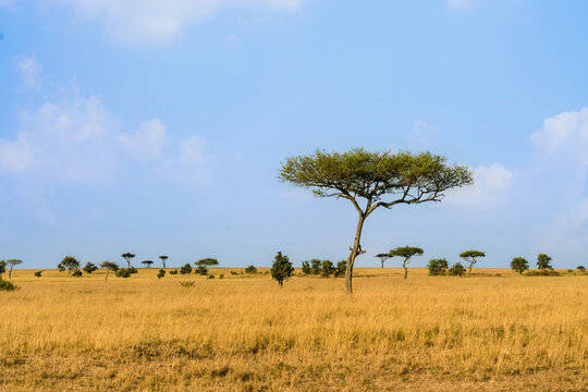 Landscape Scenery Of Savanna Grassland Ecology At Masai Mara National Reserve Kenya