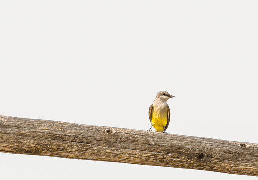 Tine Little Bird On A Wooden Perch