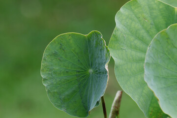 The lotus leaf in the garden