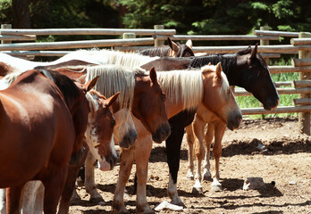 Horses in the outdoor arena