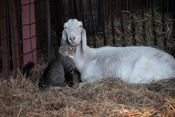 Cat and Goat 