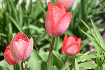 Fototapeta premium red tulips in garden