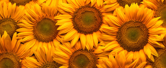 Blooming sunflower flowers. Texture. Abstract natural background.