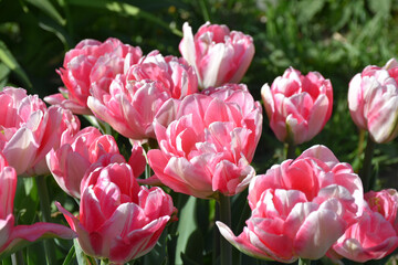 Fototapeta premium pink and white tulips