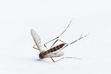 Mosquito above top view