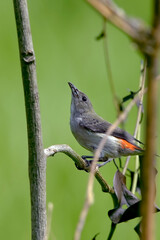 Female scarlet-headed flowerpecker on a tree branch