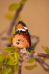 bright orange butterfly sits on a branch on a yellow background nature, insects