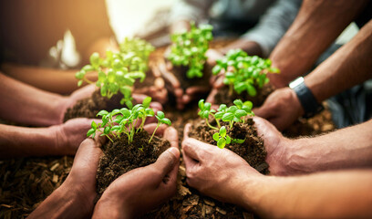 Naklejka na ściany i meble Teamwork and growth with plants in the hands of a group or team of eco people for agriculture and collaboration in a green business. Diverse people holding growing sprouts in a startup company