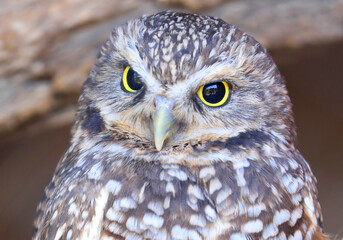Burrowing owl portrait isolated on grey background 