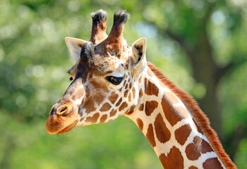 Naklejka premium Giraffe head and neck closeup portrait with green background