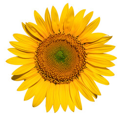 Fototapeta premium Sunflower flower on a white background close up.