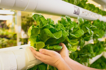 Hand holding vegetable in Hydroponics vertical farm with high technology farming. Agricultural...