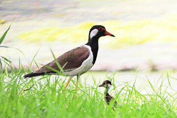 Red-wattled Lapwing with baby on green field