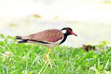 Red-wattled Lapwing on green field