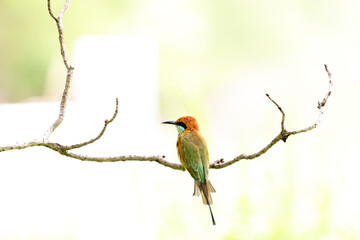 The Blue-tailed Bee-eater on a branch