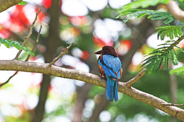 The White-throated Kingfisher on a branch