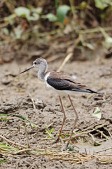 Black-winged Stilt on the ground