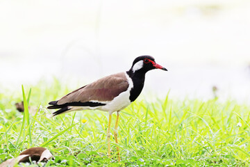 Red-wattled Lapwing on green field