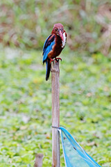 The White-throated Kingfisher on a branch