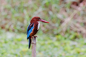 The White-throated Kingfisher on a branch