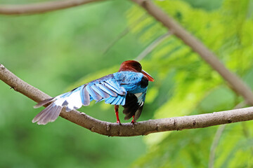 The White-throated Kingfisher on a branch