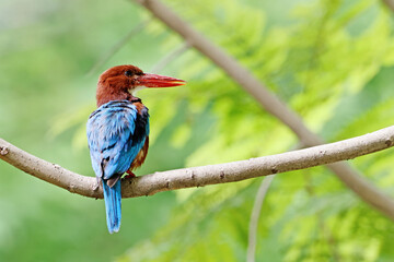 The White-throated Kingfisher on a branch