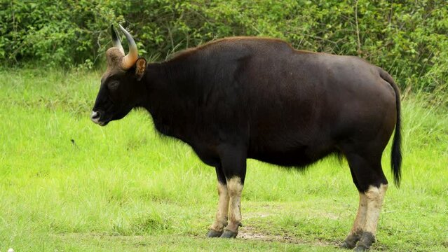 Gaur or Indian bison in a field