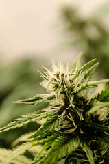 weed in flowering to cannabis club so high